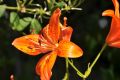 DSC_0056.jpg